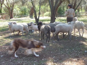 100313 Phillips Island Churchill Island (17)