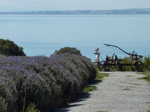 100313 Phillips Island Churchill Island (3)