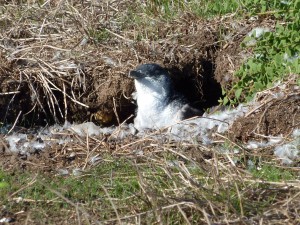 100313 Phillips Island Little Penguins (1)